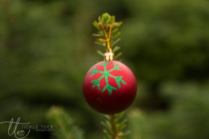 glencullen-christmas-tree-farm-dublin-1