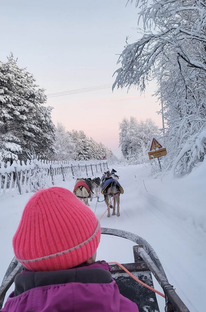 Husky Ride through the forest