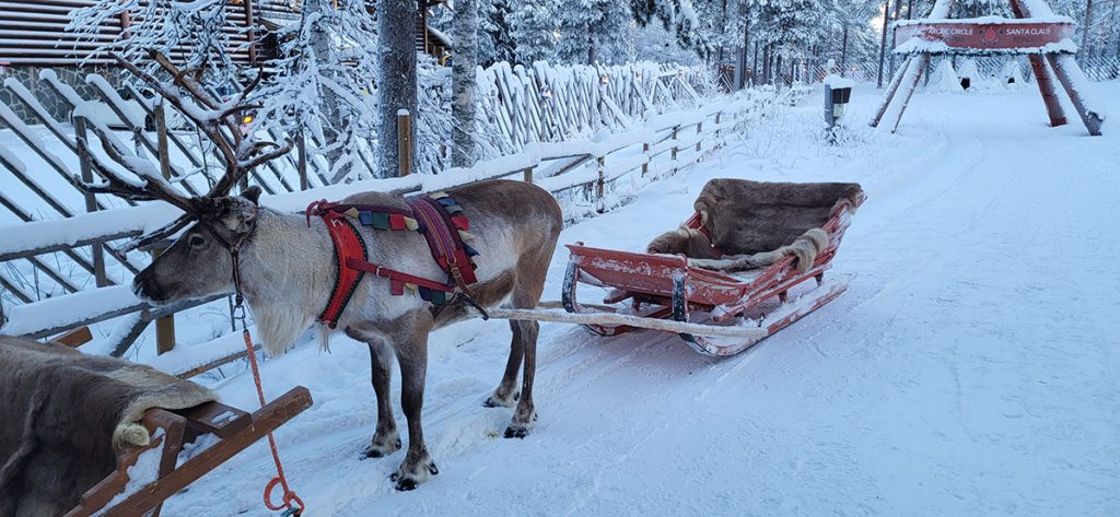 Reindeer Sled Ride